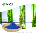 Colorant alimentaire naturel en poudre de phycocyanine de spiruline bleue